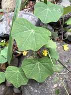 Image of Tropaeolum pendulum Klotzsch