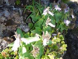 Image of Pennellianthus frutescens (Lamb.) Crosswhite