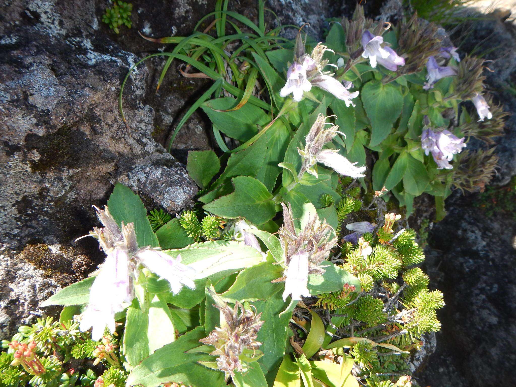 Image of Pennellianthus frutescens (Lamb.) Crosswhite