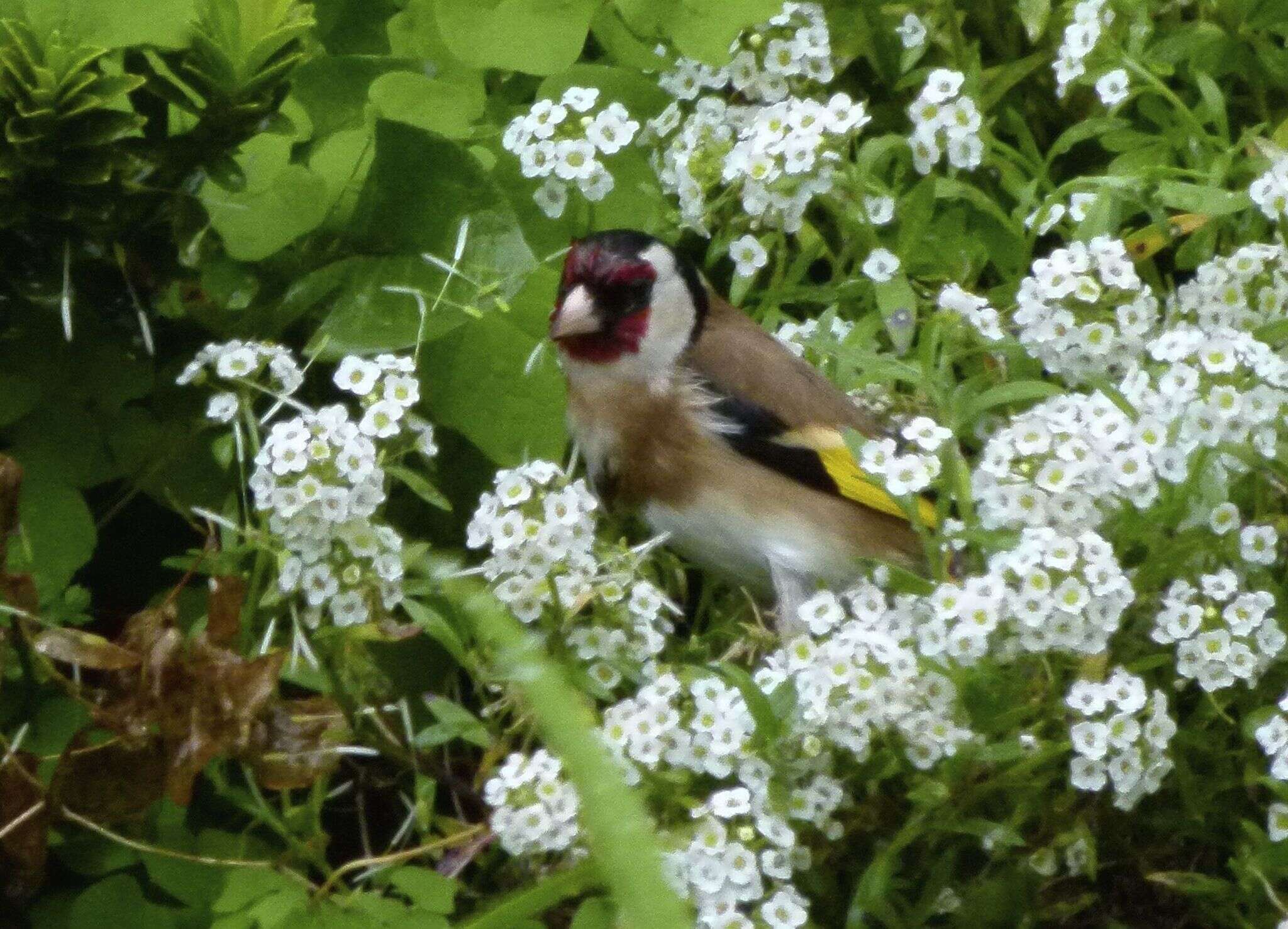 Image of Goldfinch