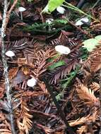 Image of Marasmius calhouniae Singer 1989