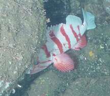 Image of Tiger rockfish