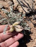 Imagem de Astragalus argophyllus var. panguicensis (M. E. Jones) M. E. Jones