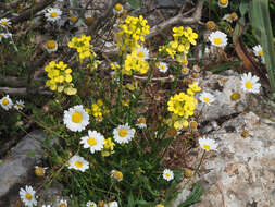 Image of Erysimum raulinii Boiss.