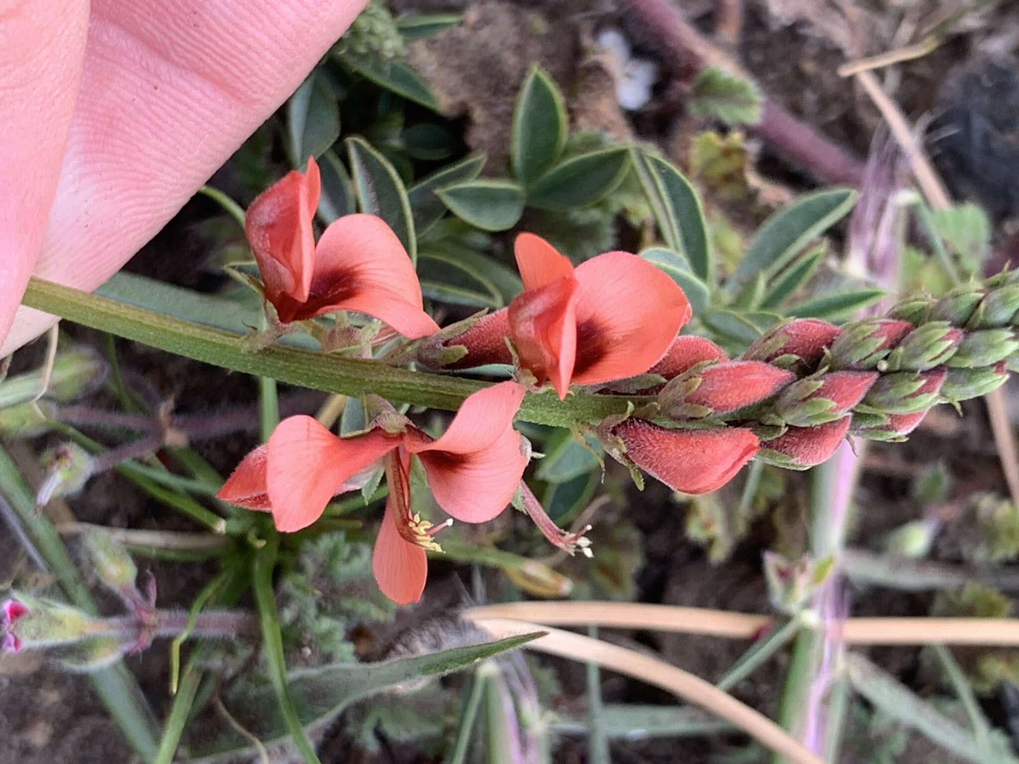 Слика од Indigofera complanata Spreng.