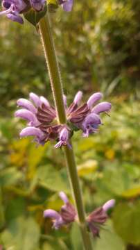 Imagem de Salvia sclareoides Brot.