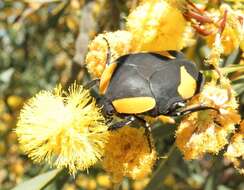 Image of Pachnoda abyssinica (Blanchard 1842)