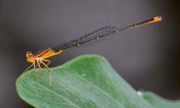 Image of Florida Bluet