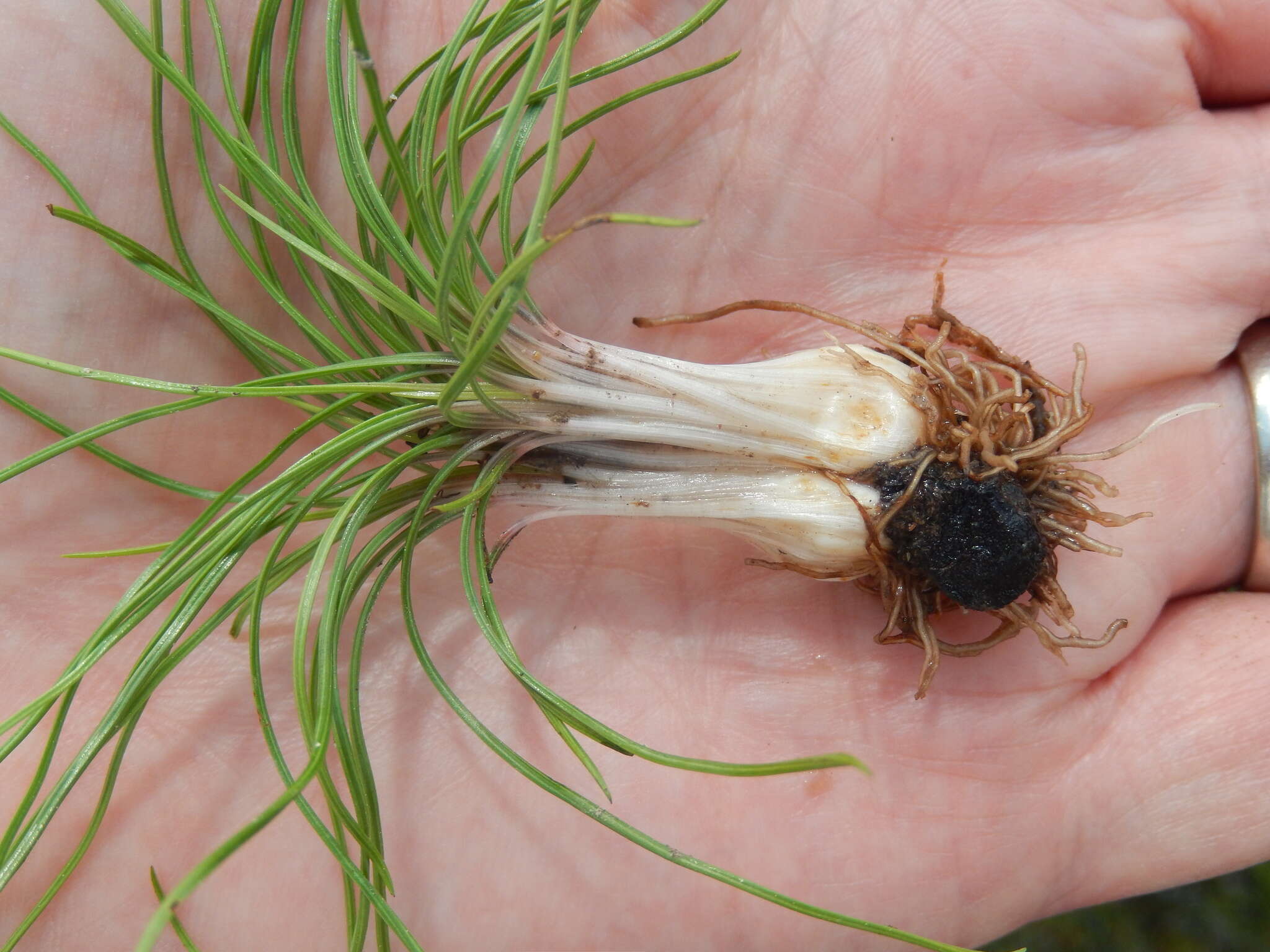 Image of Limestone Quillwort