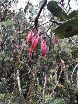 Imagem de Ceratostema reginaldii (Sleum.) A. C. Sm.