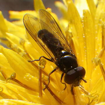 Image of Platycheirus obscurus (Say 1824)