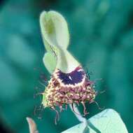 Sivun Aristolochia tentaculata O. Schmidt kuva