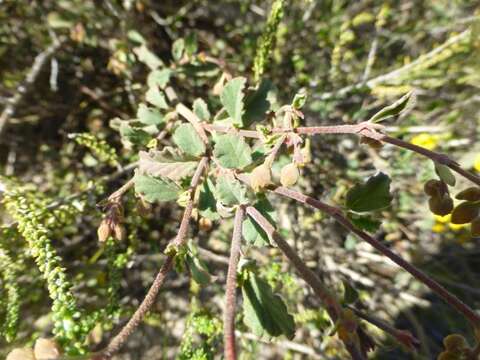 Image of Hermannia cuneifolia Jacq.