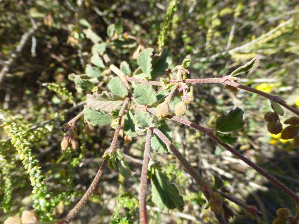 Image of Hermannia cuneifolia var. cuneifolia