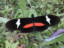 Image of Heliconius clysonymus Latreille 1817