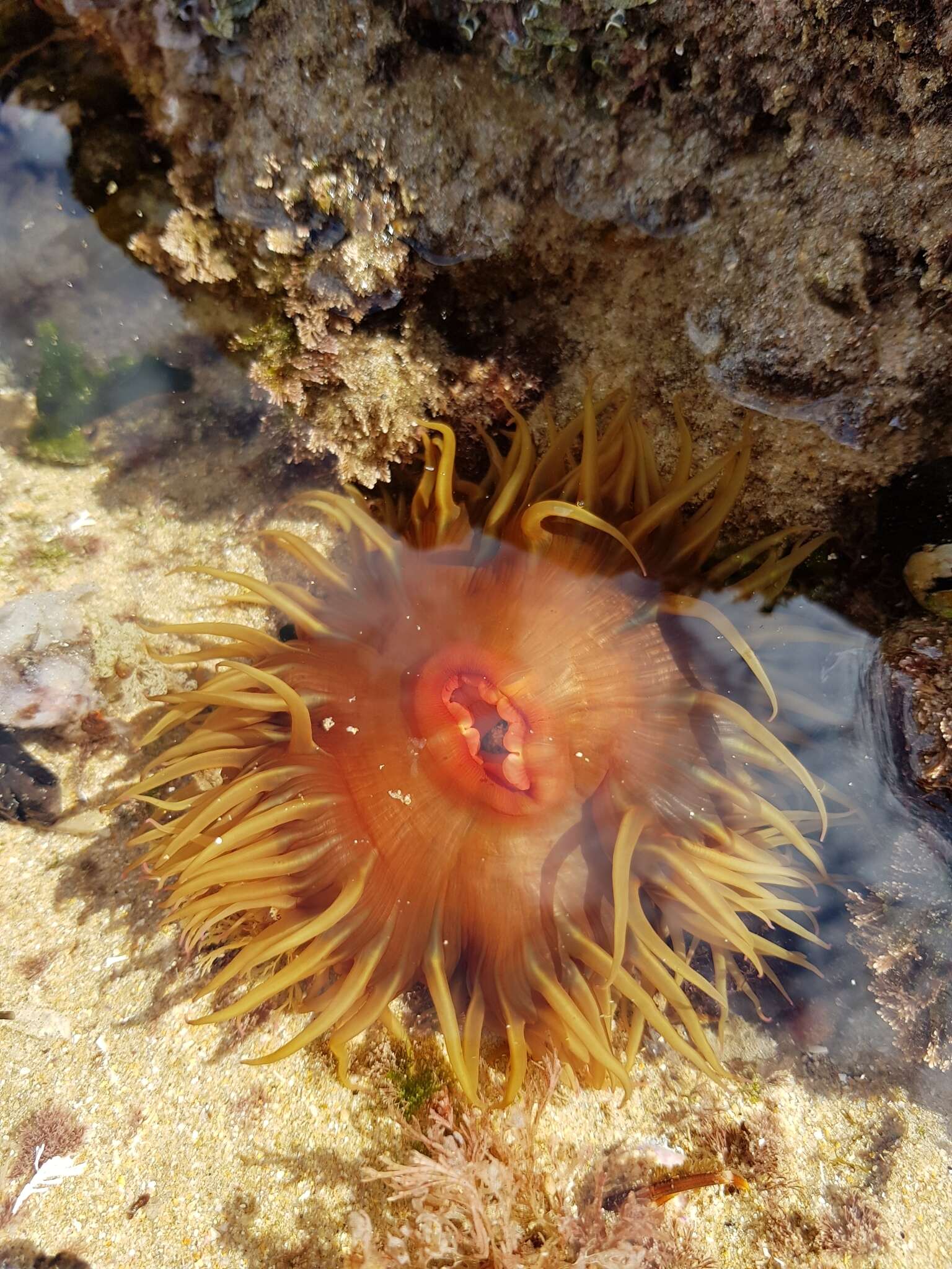 Image of False plum anemone