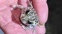 Image of White-footed frog