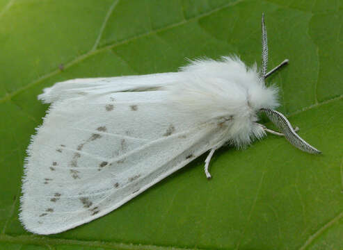 Image of Spilosoma dubia Walker 1855