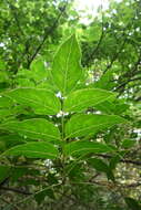 Imagem de Staphylea japonica (Thunb.) Mabb.