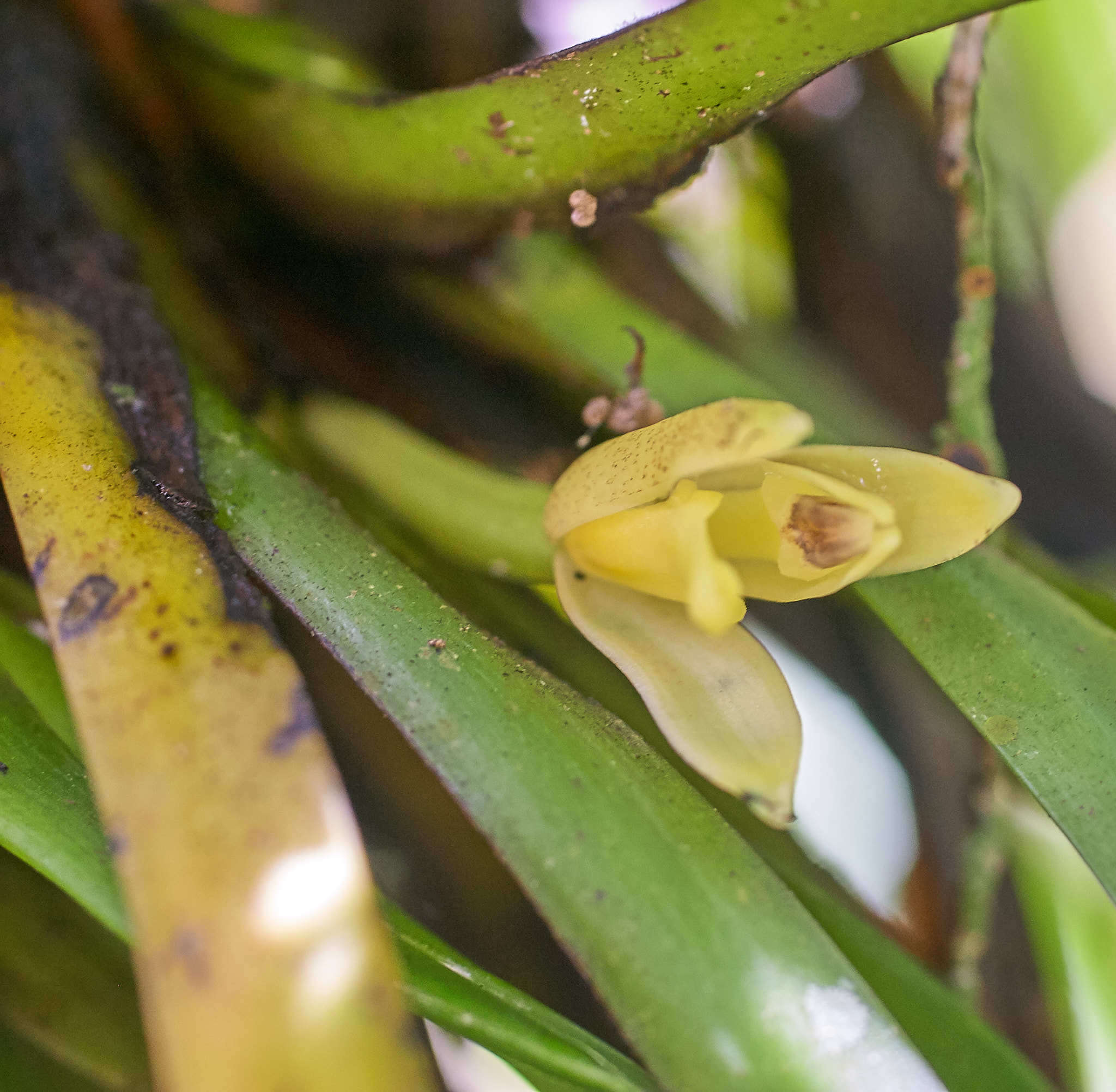 Maxillaria crassifolia (Lindl.) Rchb. fil.的圖片