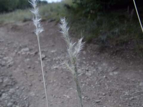 Plancia ëd Bothriochloa torreyana (Steud.) Scrivanti & Anton