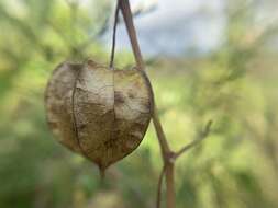 Image of heartleaf groundcherry