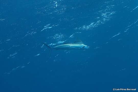 Image of billfishes