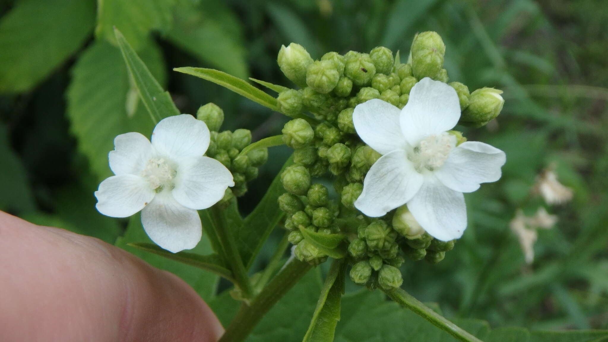 صورة Napaea dioica L.