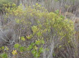 Image of Diosma sabulosa I. Williams