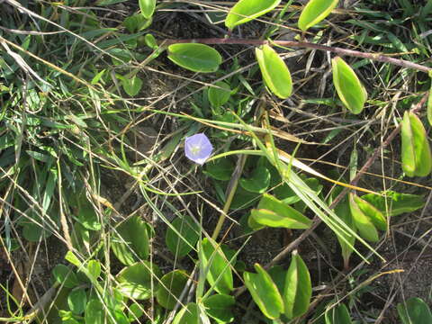 Image of oval-leaf clustervine