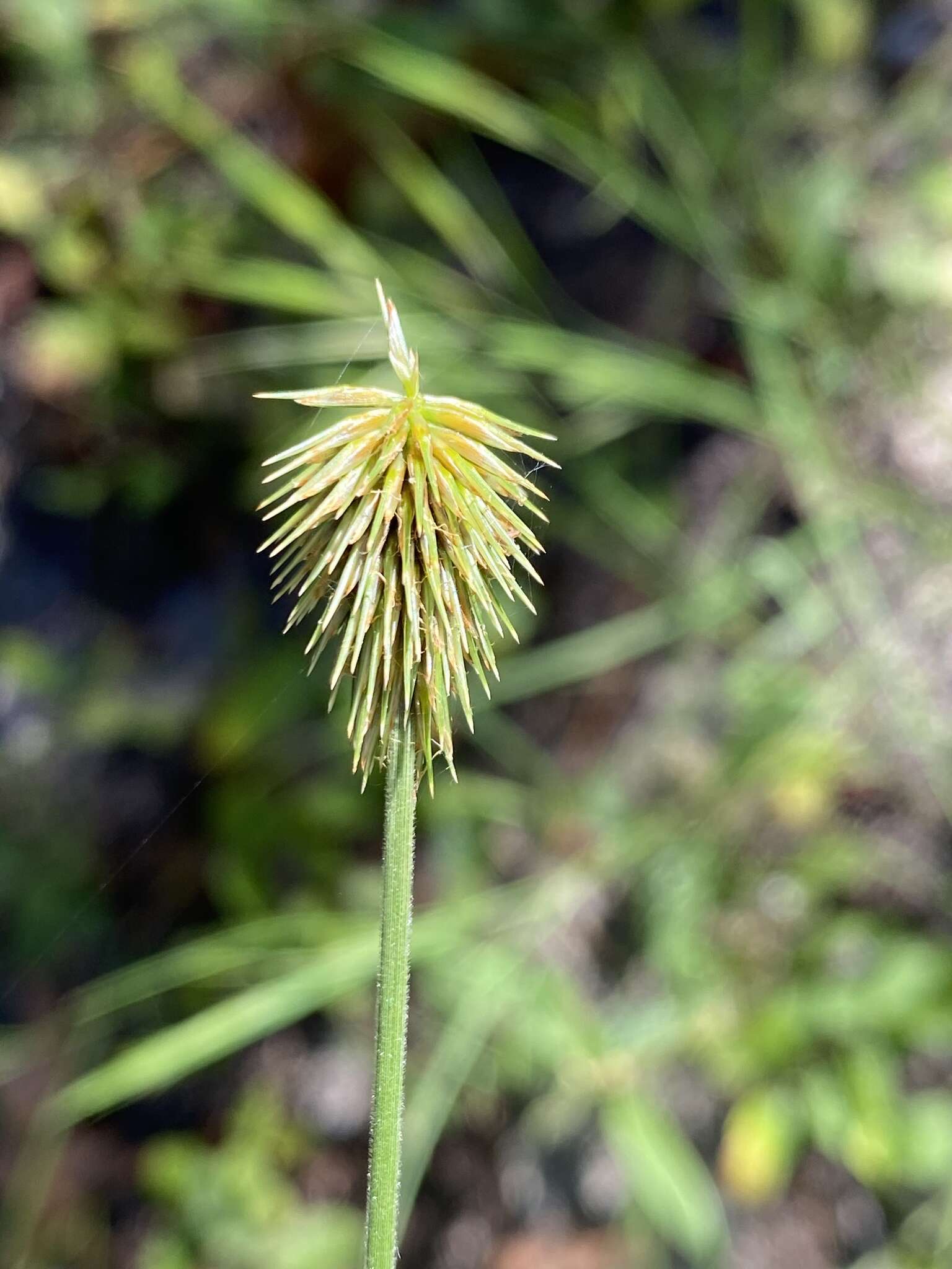 Imagem de Cyperus plukenetii Fernald