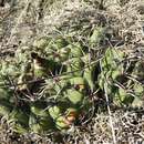 Image of Gymnocalycium nigriareolatum Backeb.