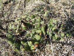 Image of Gymnocalycium nigriareolatum Backeb.