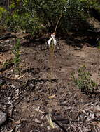 Image of Caladenia splendens Hopper & A. P. Br.