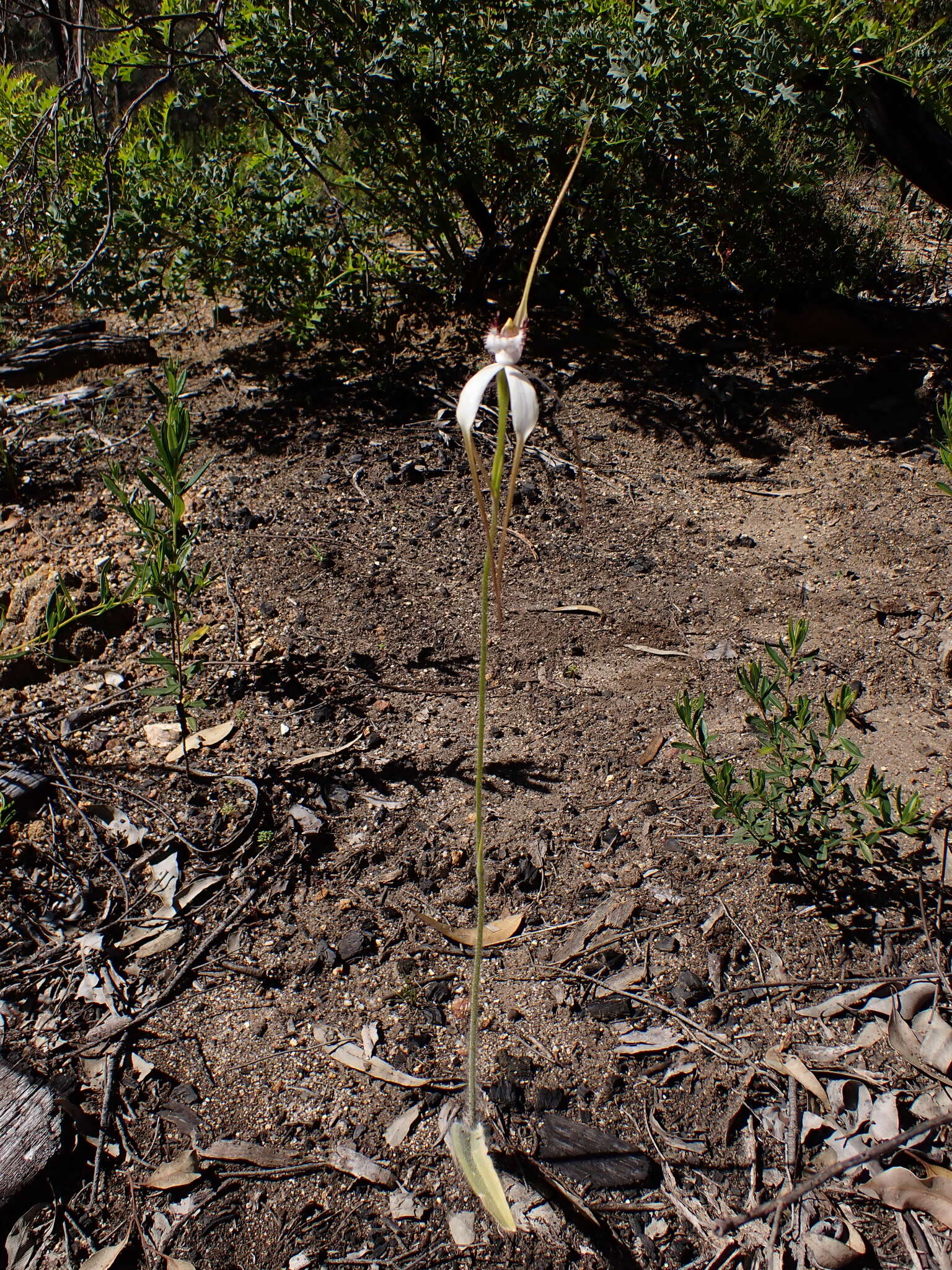 Image of Caladenia splendens Hopper & A. P. Br.