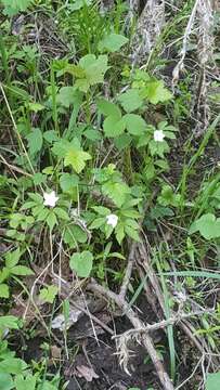 Image of Piper's Windflower