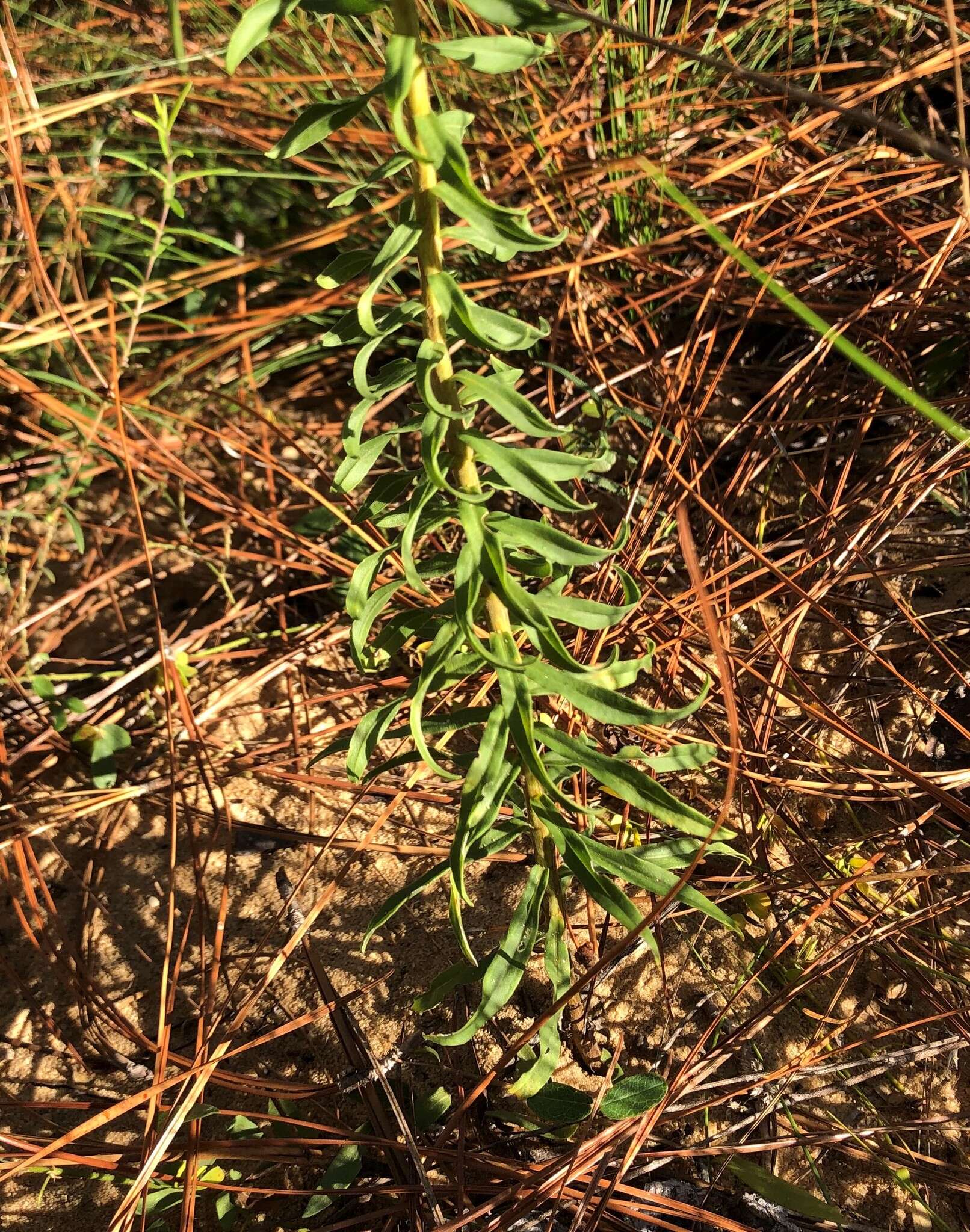 Image of twistleaf goldenrod