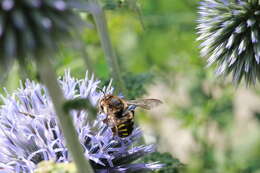 Imagem de Anthidium septemspinosum Lepeletier 1841