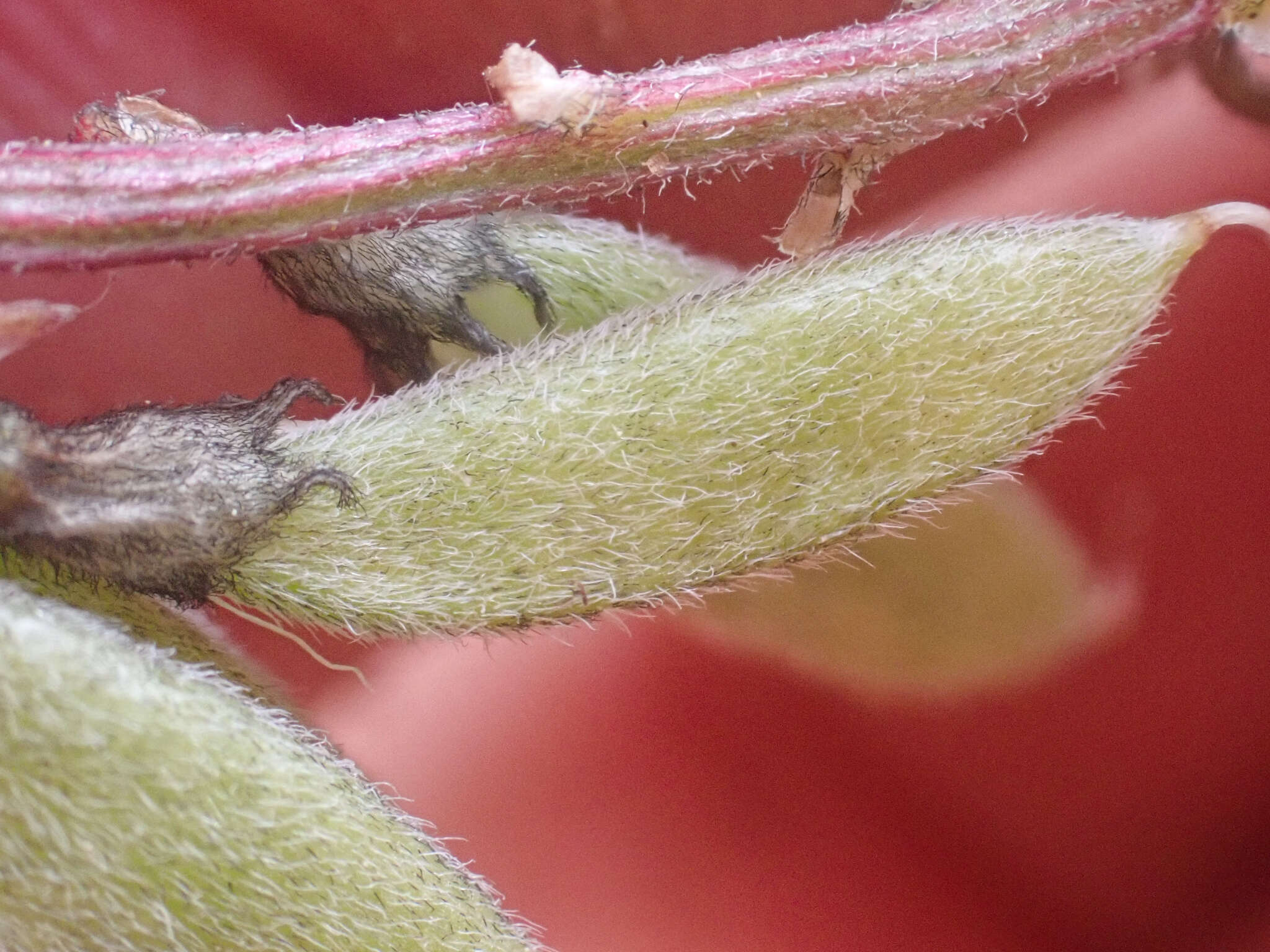 Image of elegant milkvetch