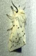 Image of Spilosoma dubia Walker 1855