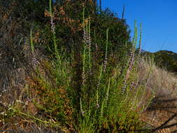 Sivun Antirrhinum thompsonii D. J. Keil kuva