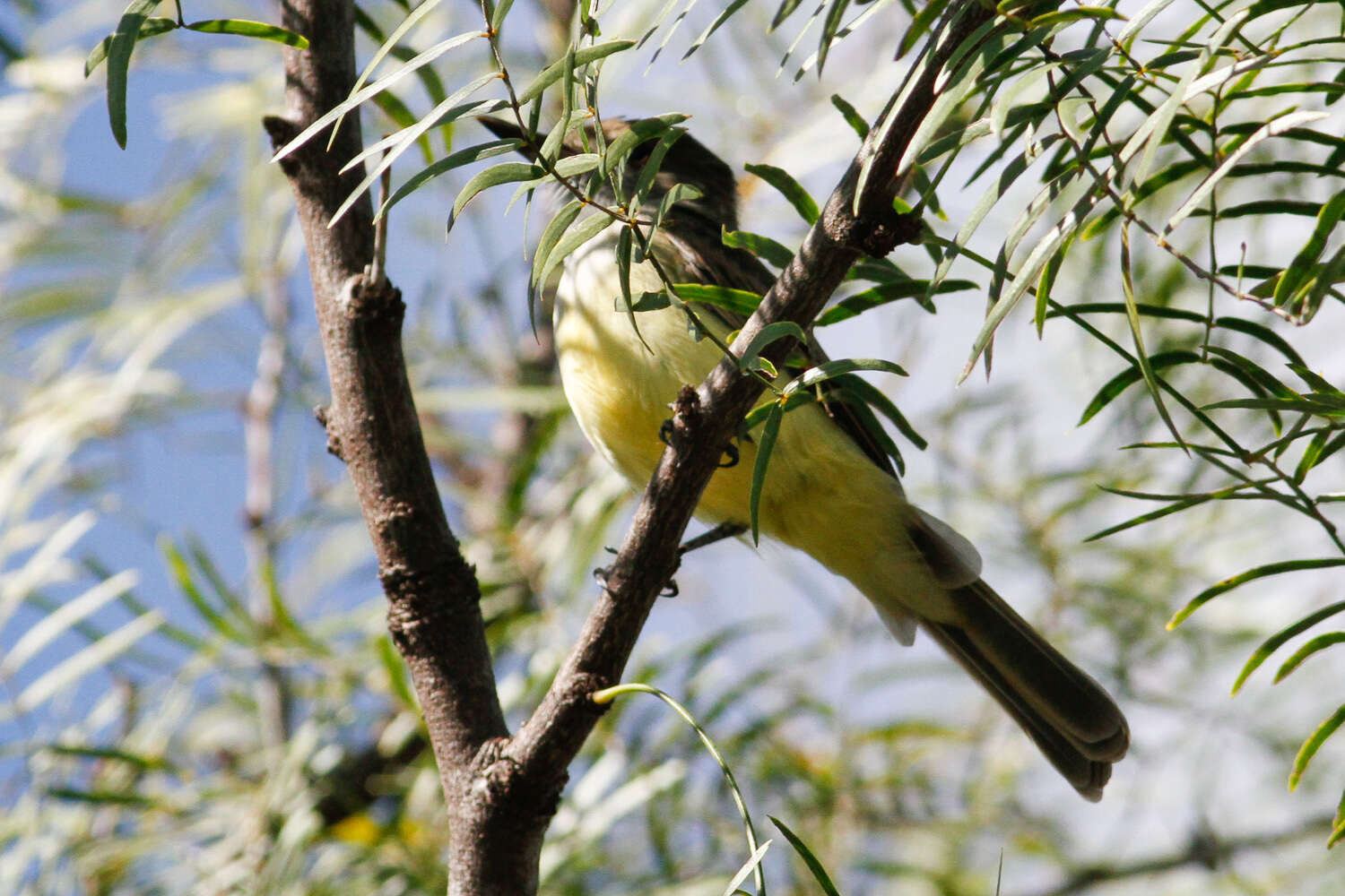 Image of Dusky-capped Flycatcher