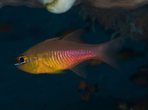 صورة Ostorhinchus apogonoides (Bleeker 1856)