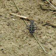 Image of Cicindela (Calochroa) sexpunctata Fabricius 1775