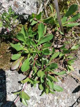 Image of creeping spotflower