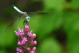 Image of Blue Dasher