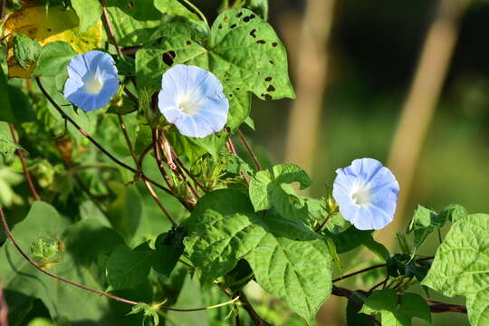 Image of whiteedge morning-glory