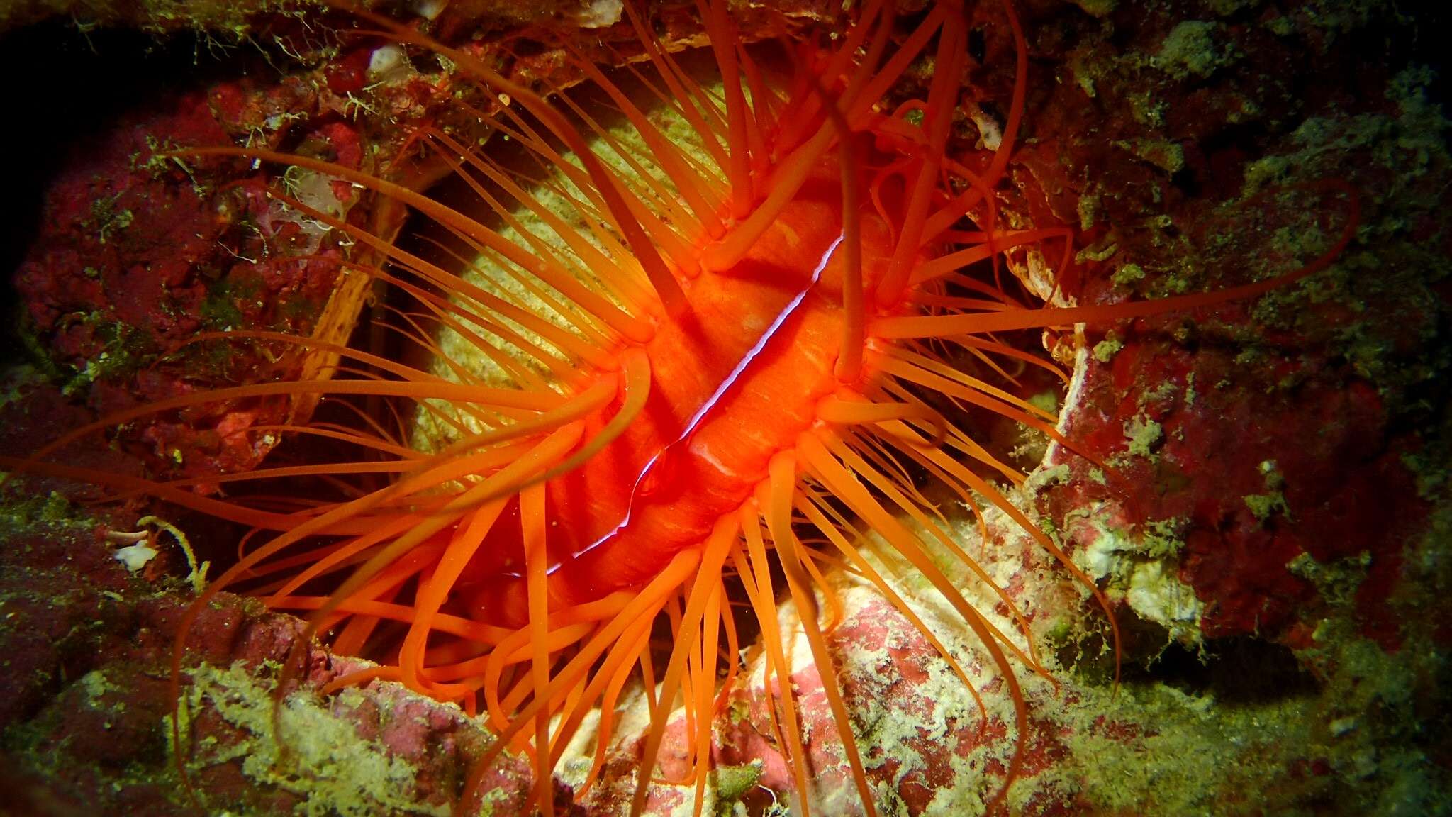 Image of Electric Flame Scallop