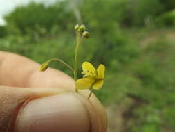 Image of Physostemon humilis (Rose) Iltis