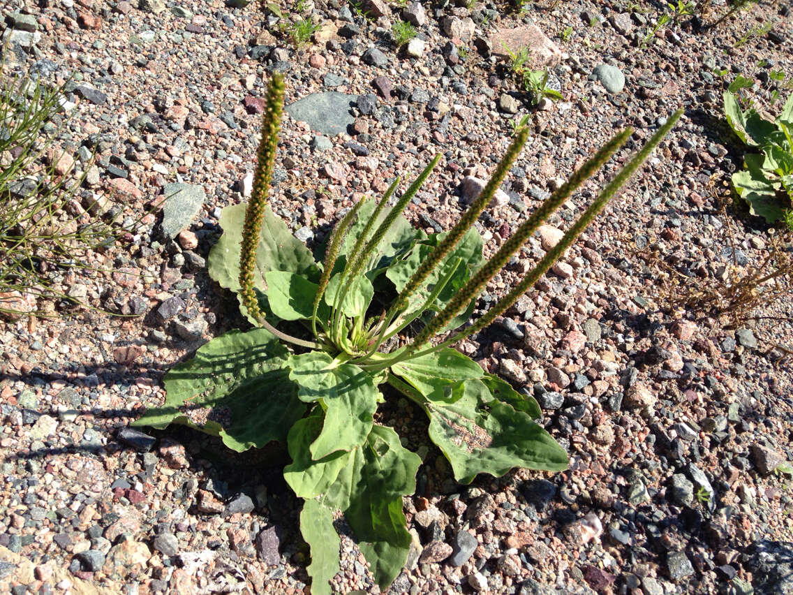 Plancia ëd Plantago maior